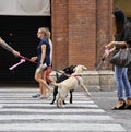 Dog owners meet on a habourside street in the city centre.